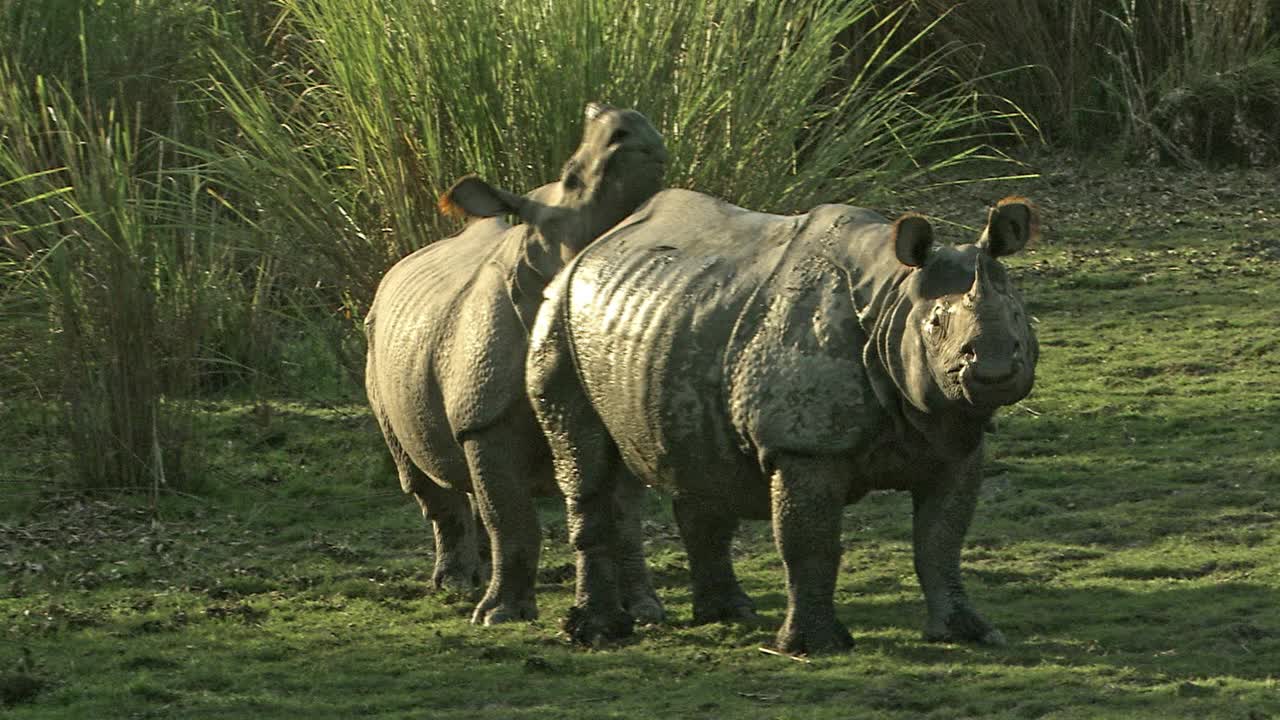 非常罕见的片段-大独角犀牛/席特/长/卡兹兰加国家公园视频下载