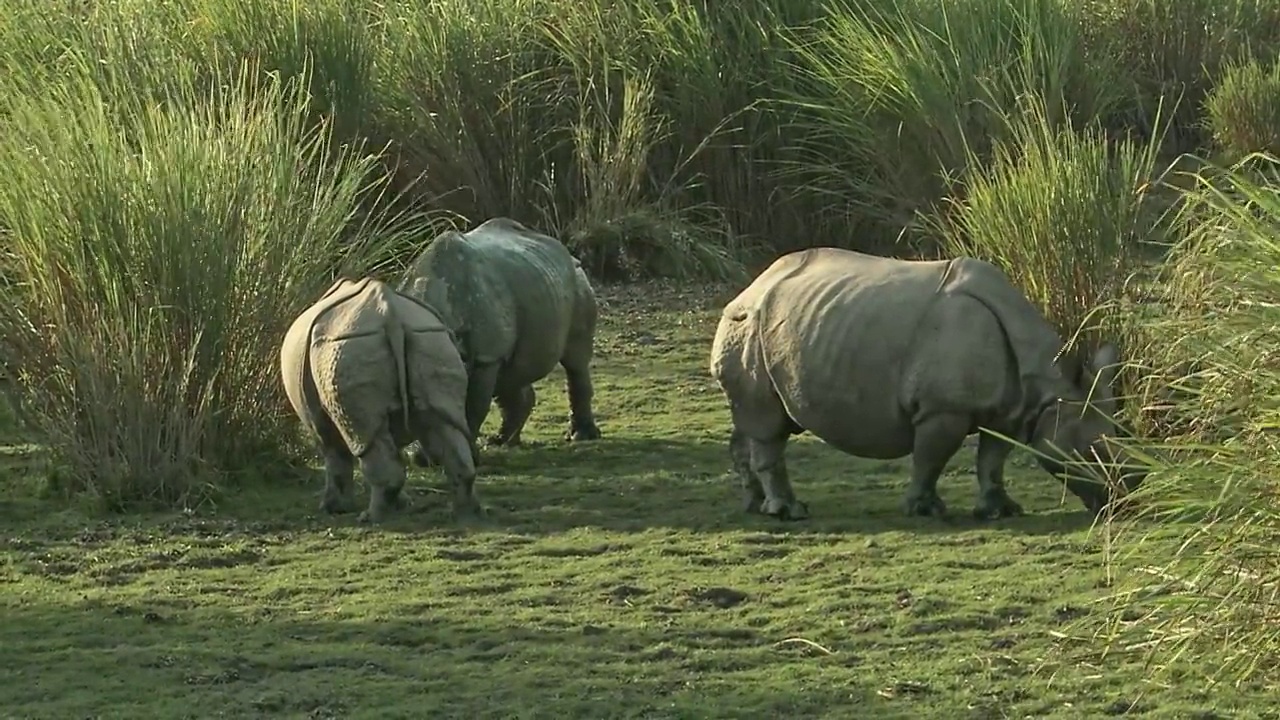 大独角犀牛家族放牧/顶角/卡兹兰加国家公园视频下载