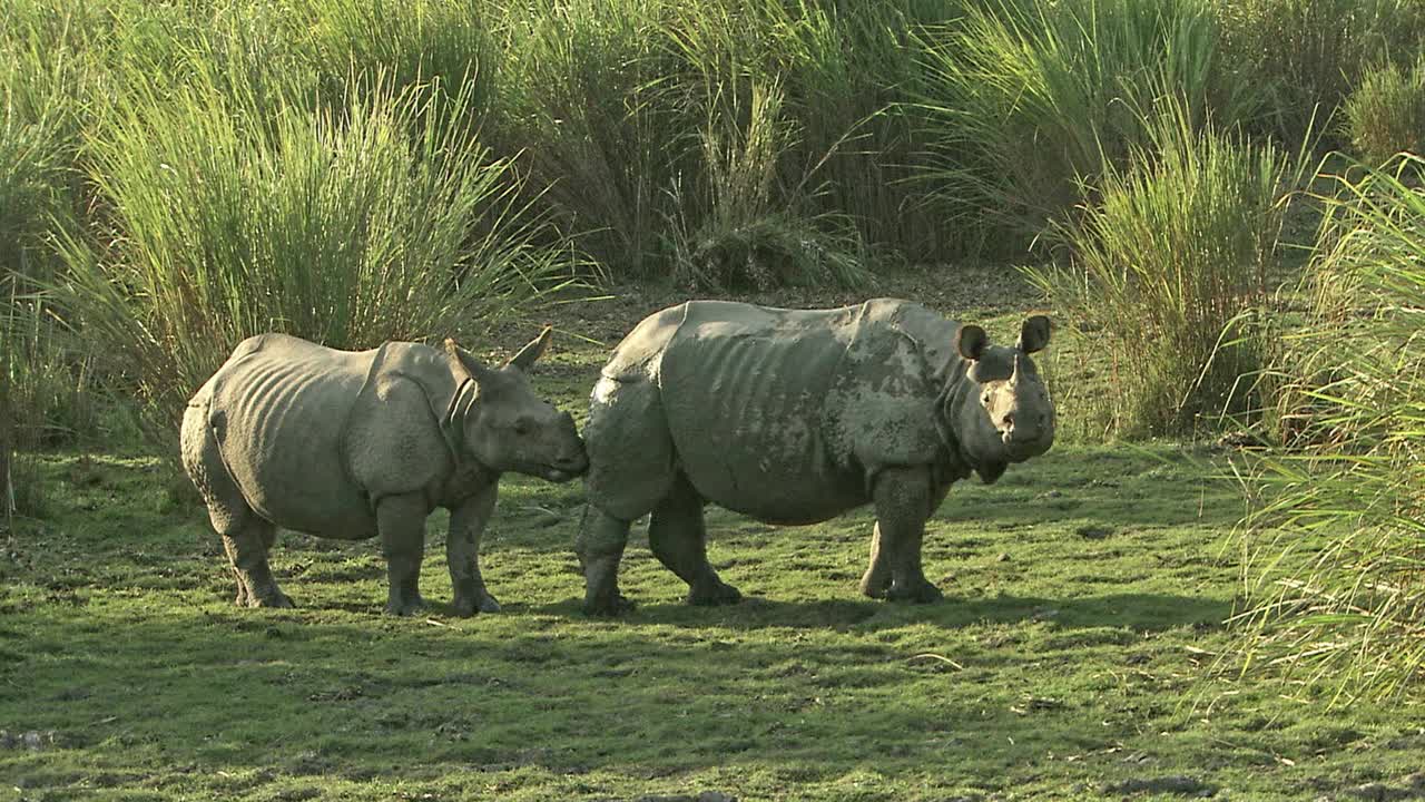 非常罕见的片段-大独角犀牛气味/席子/卡兹兰加国家公园视频下载