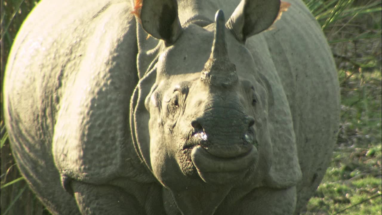 大独角犀牛在吃草/特写/镜头/卡兹兰加国家公园视频下载