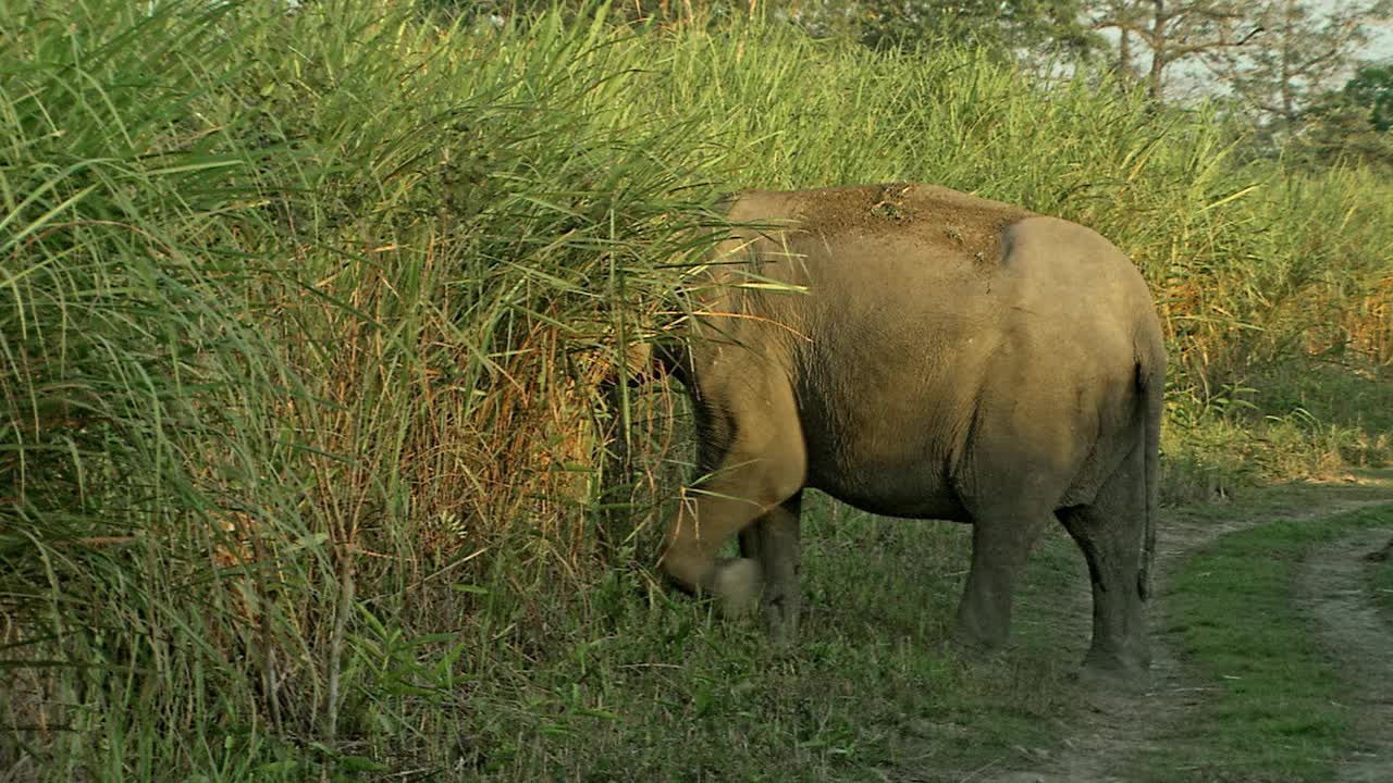 亚洲象进入森林/卡兹兰加国家公园视频下载
