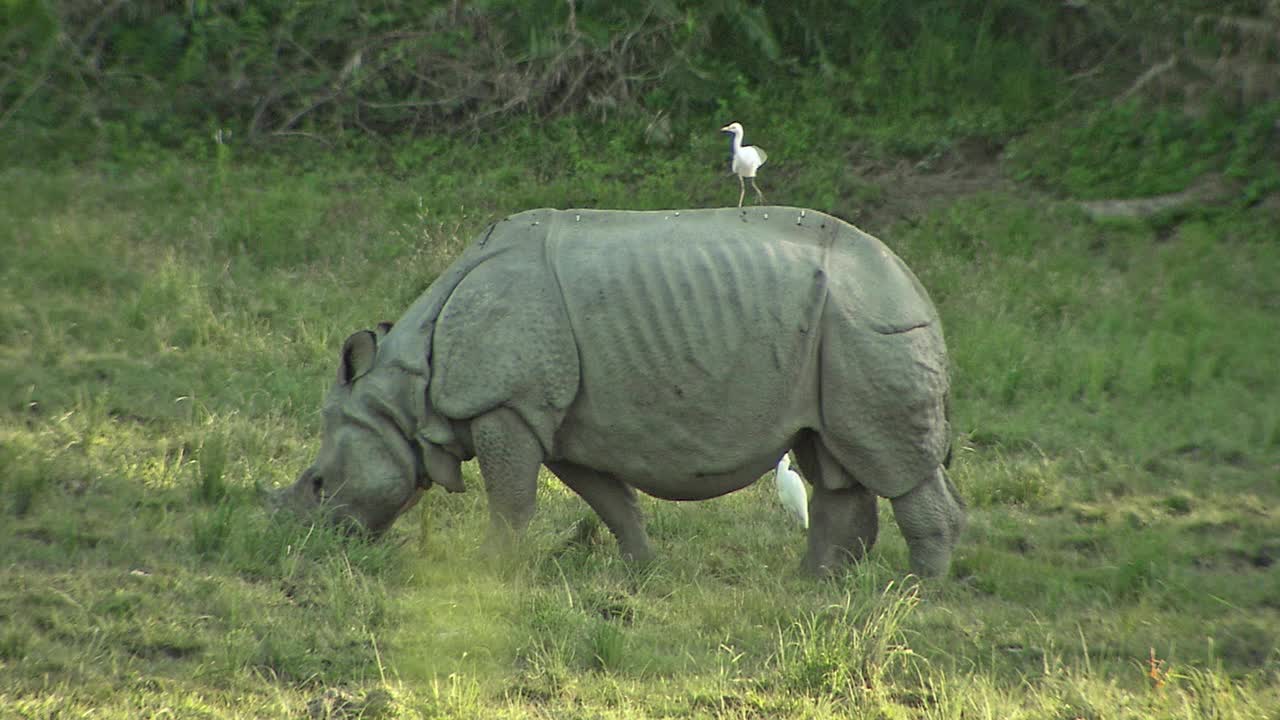 大独角犀牛放牧/侧视图/全图/卡兹兰加国家公园视频下载