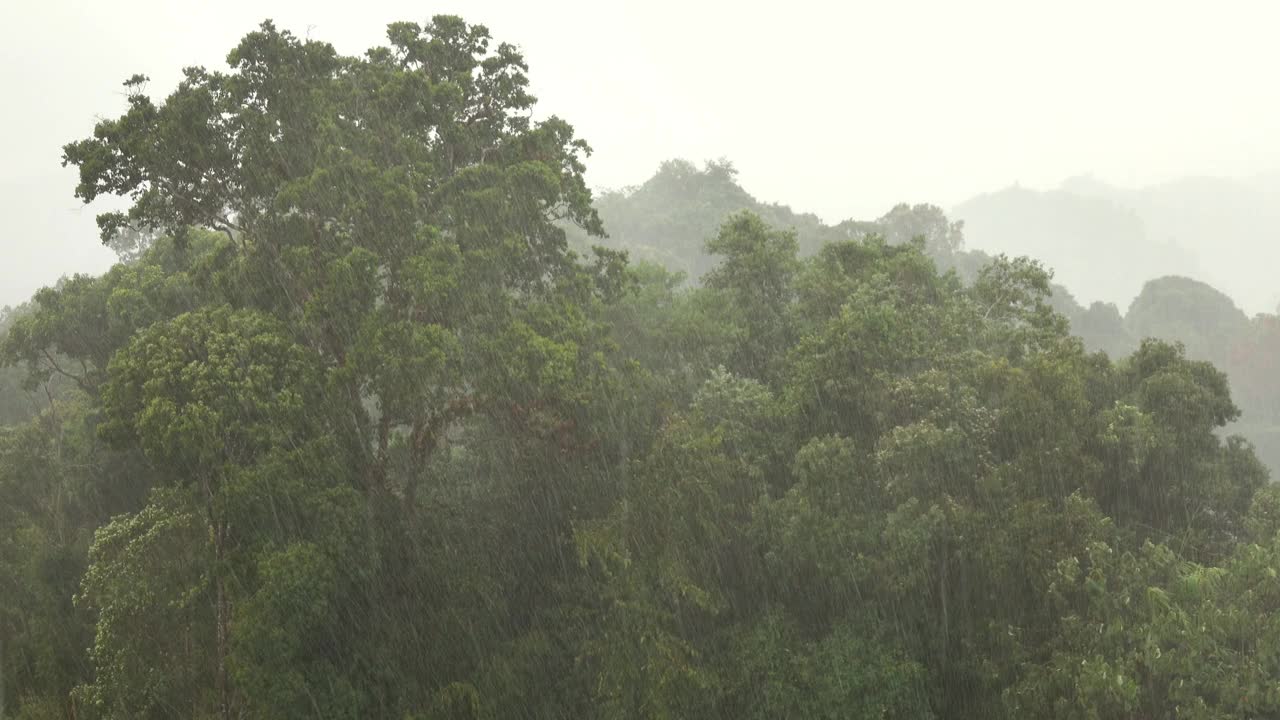亚洲热带森林的大雨视频下载