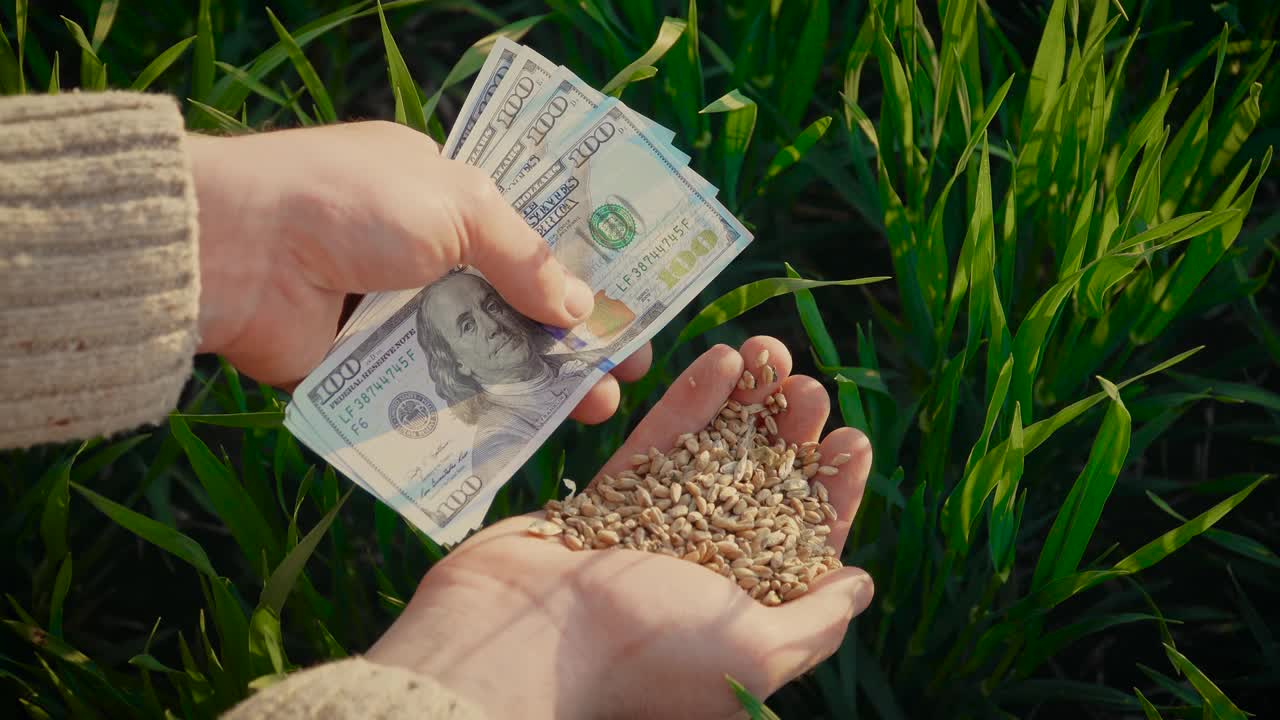 小麦谷物和美元在男性手中丰收后，成功的农民在绿色的背景地里种植庄稼视频下载