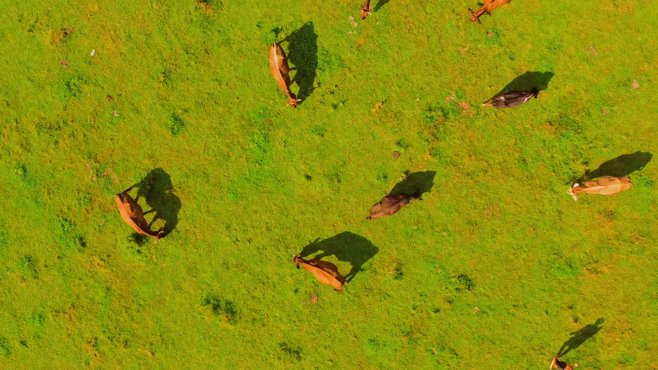无人机在牧场的奶牛上空飞翔视频下载