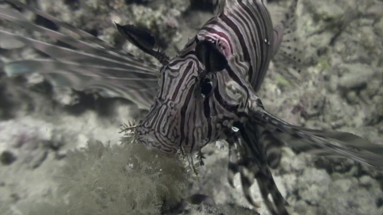 水下蝎子鱼的背景海洋景观在红海。视频下载