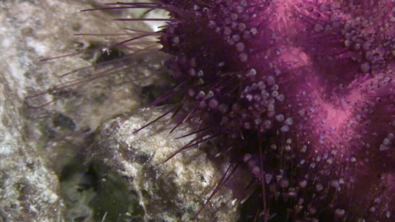 红海水下的海胆。视频下载