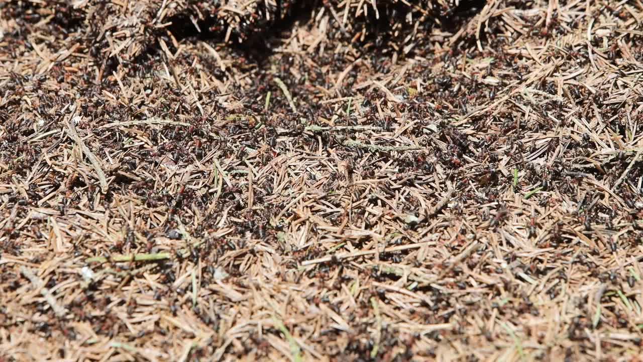 一群蚂蚁穿过蚁丘视频下载