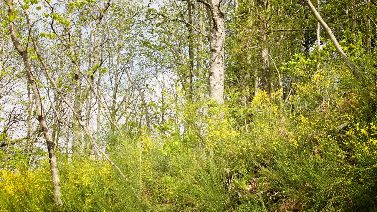 在阿雷佐附近托斯卡纳的亚平宁山脉的森林里，春天盛开的扫帚。意大利视频素材