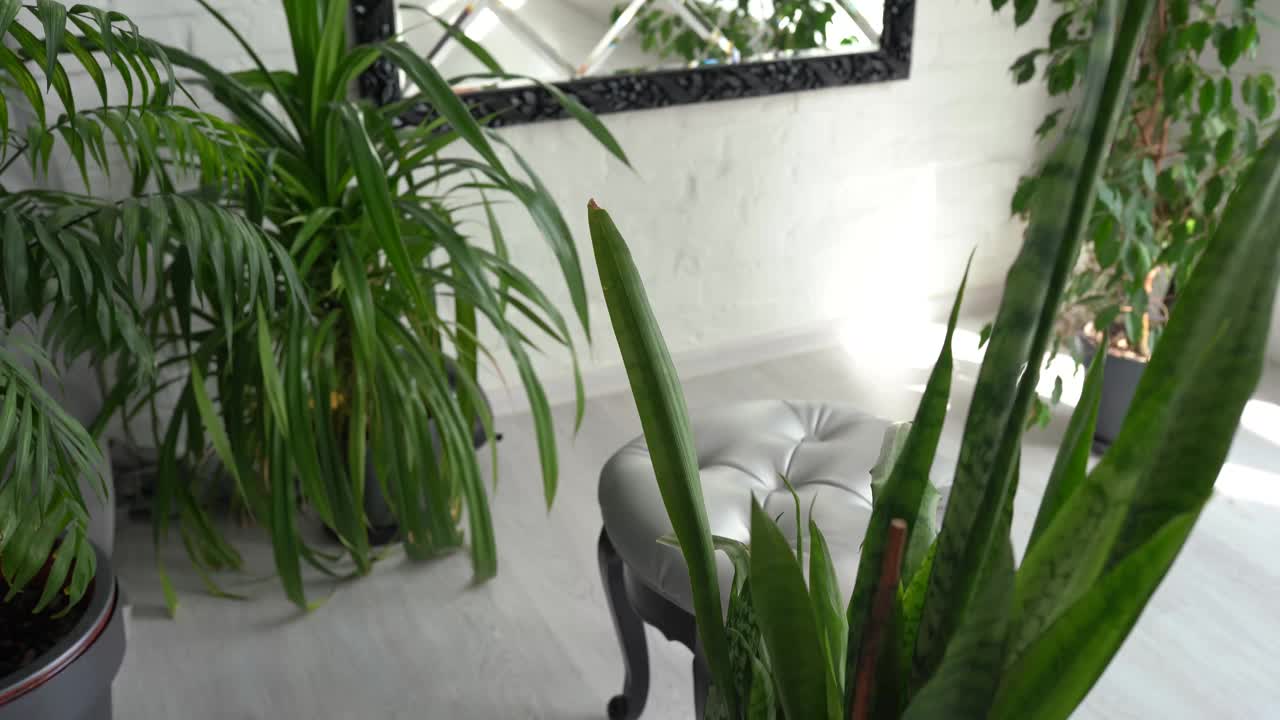 现代室内大时尚的镜子与热带植物视频下载