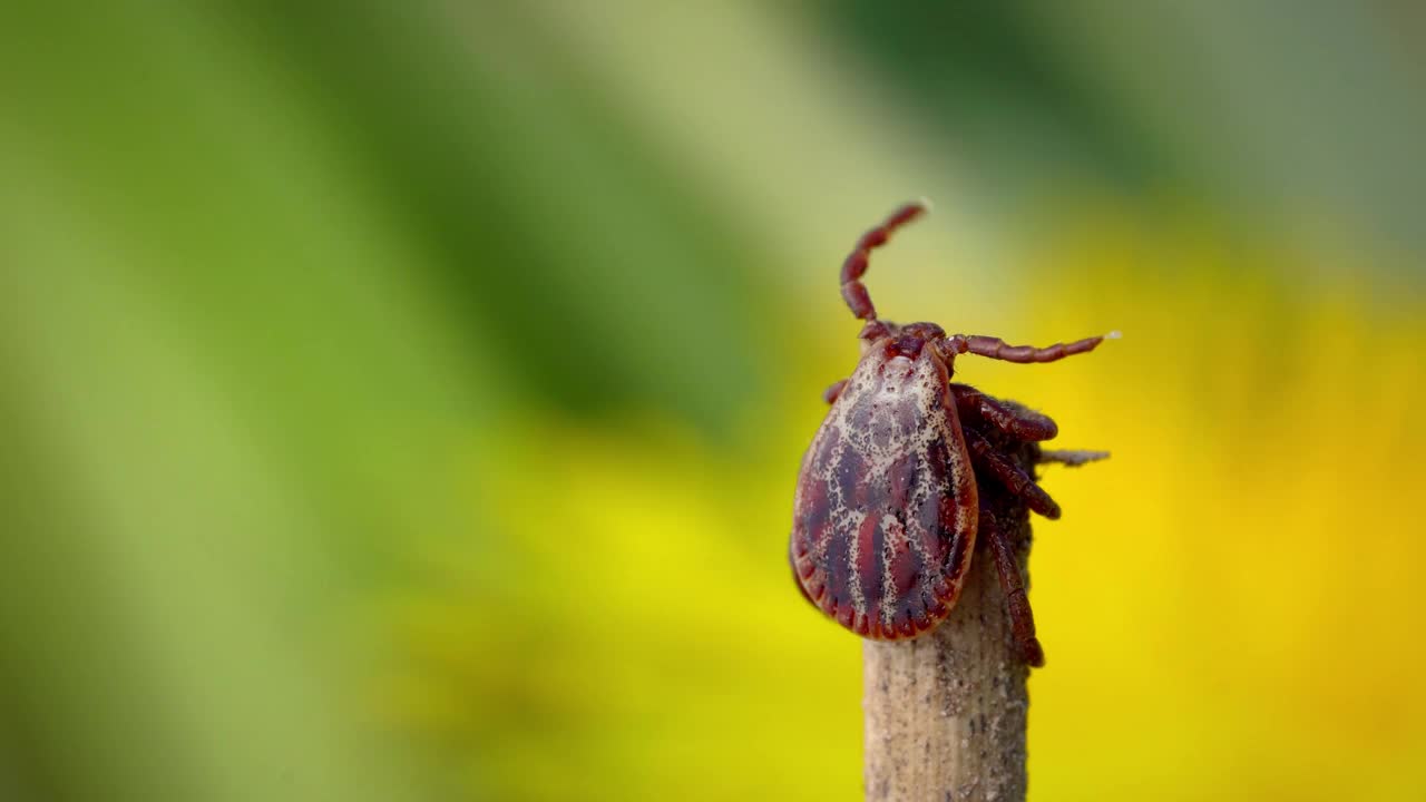 雄性吸血螨虫在户外一片干燥的草叶上爬行视频下载
