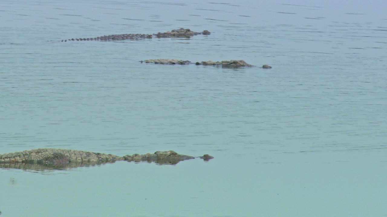 鳄鱼在湖水里视频下载