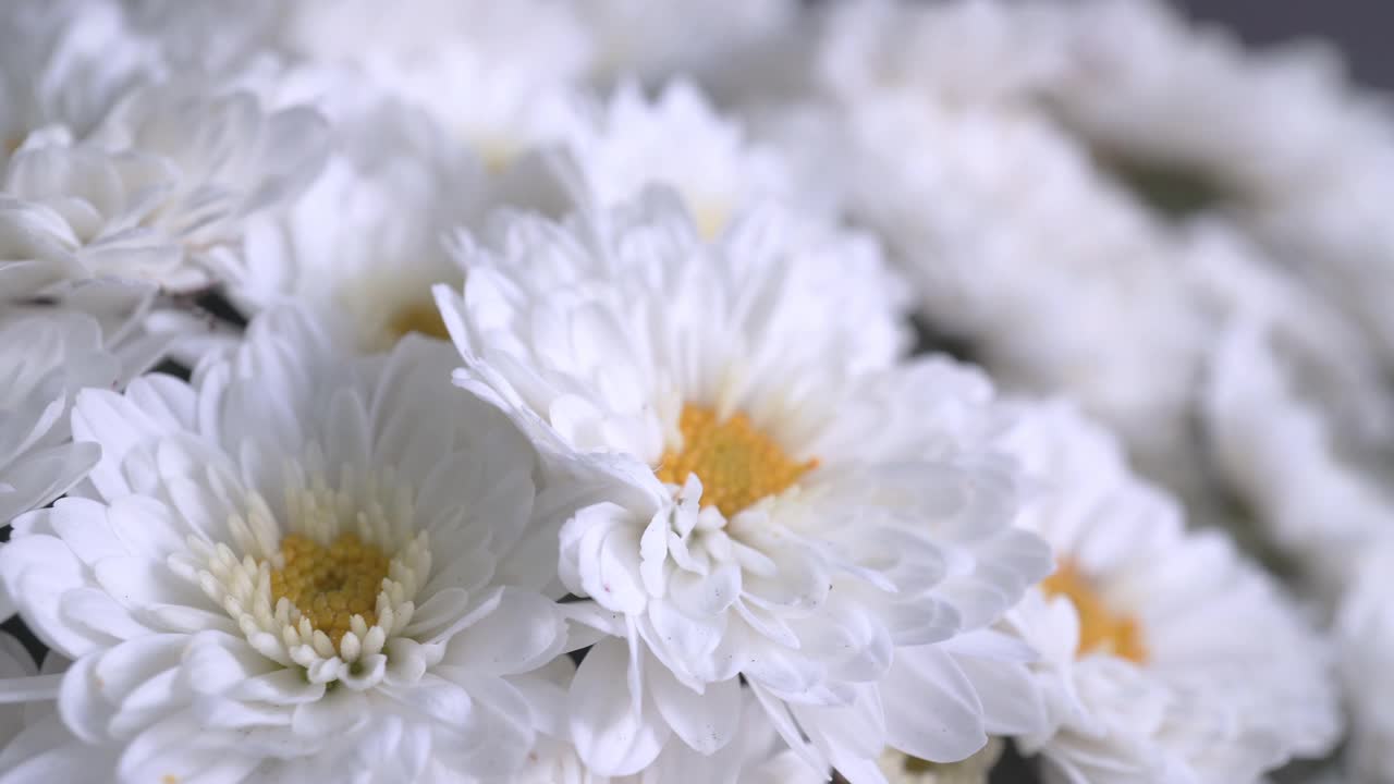 一束白色的雏菊，野生的白色花朵特写视频下载