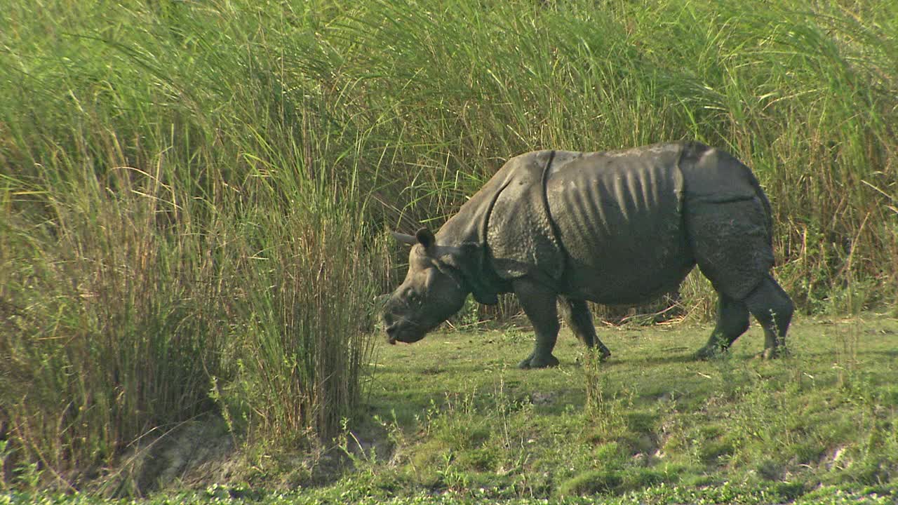 一只有角的犀牛在吃草，并在灌木丛后面移动视频下载