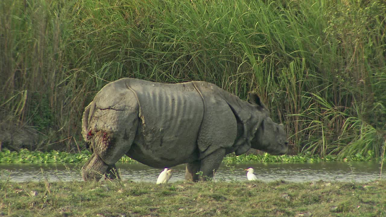 受伤的犀牛在水边饮水和吃草，白鹭在附近觅食——宽镜头视频下载