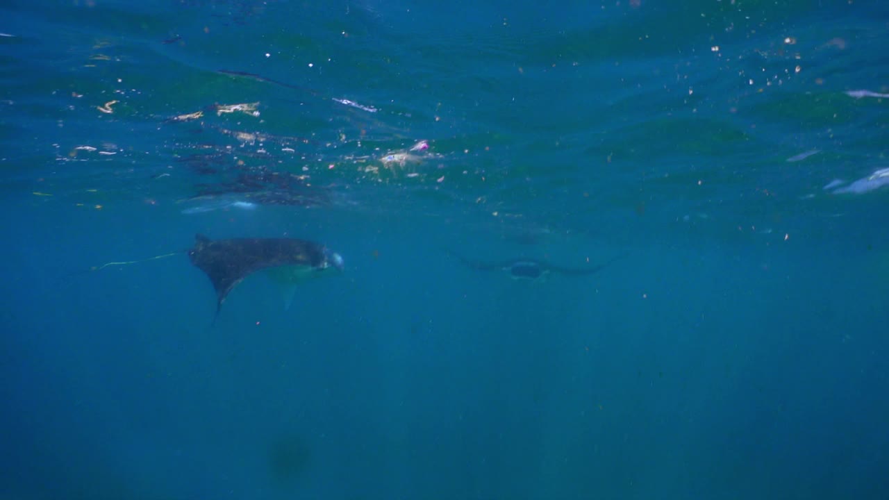 水下观察悬停的巨型蝠鲼视频下载