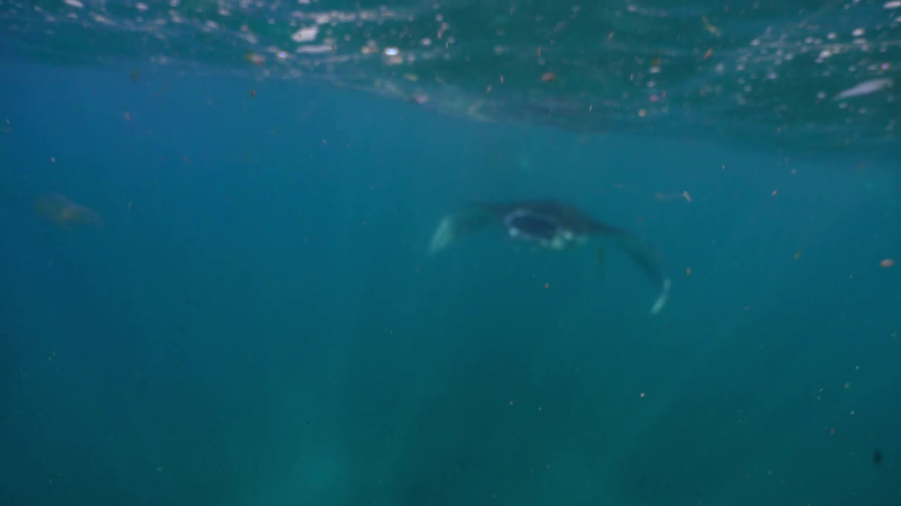 水下观察悬停的巨型蝠鲼视频下载