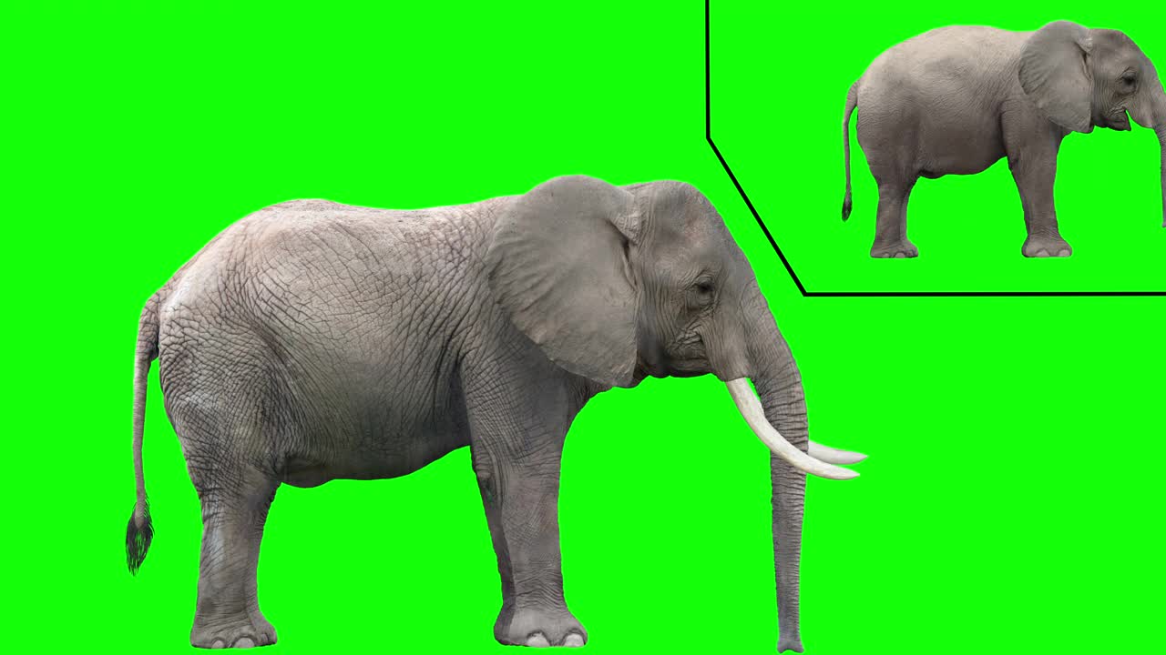 非洲象的环行步态视频下载