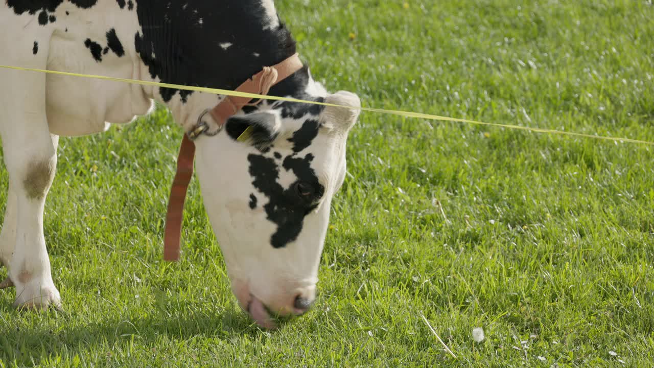 黑白相间的带着橙色项圈的奶牛在草地上吃着绿色的草，近距离观看这头动物的头部，清晨，没有人视频下载