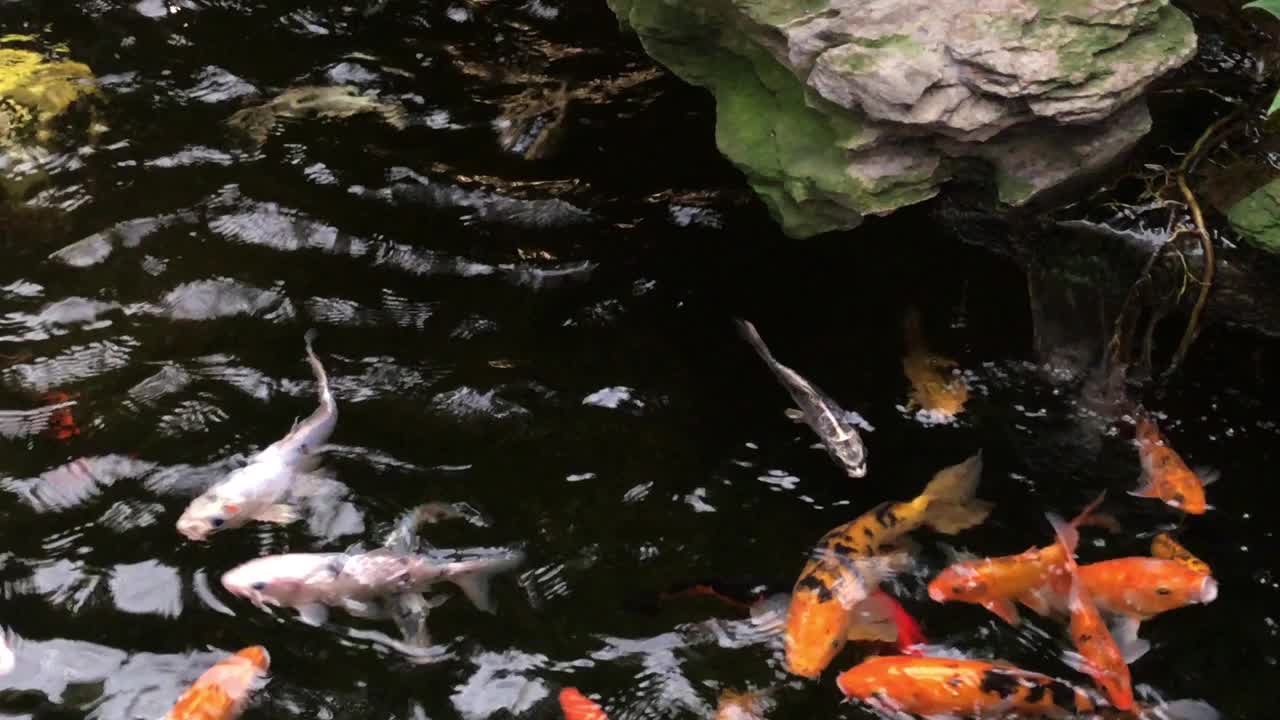 彩色的鲤鱼视频下载