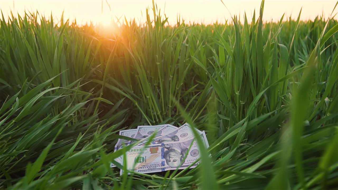 麦粒缓缓地落在几张美钞上，在阳光的照耀下，绿油油的田野上种植着农作物视频下载