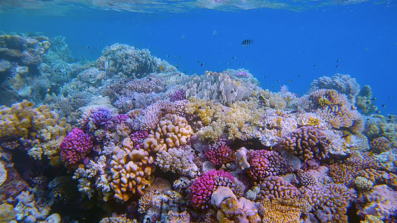在埃及红海的马萨阿拉姆，美丽的珊瑚礁上有海洋生物和许多小型热带鱼视频下载