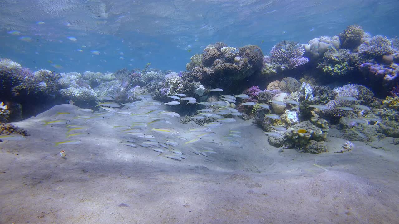 一群小鲷鱼在红海-拉哈米湾-马萨阿拉姆-埃及视频下载