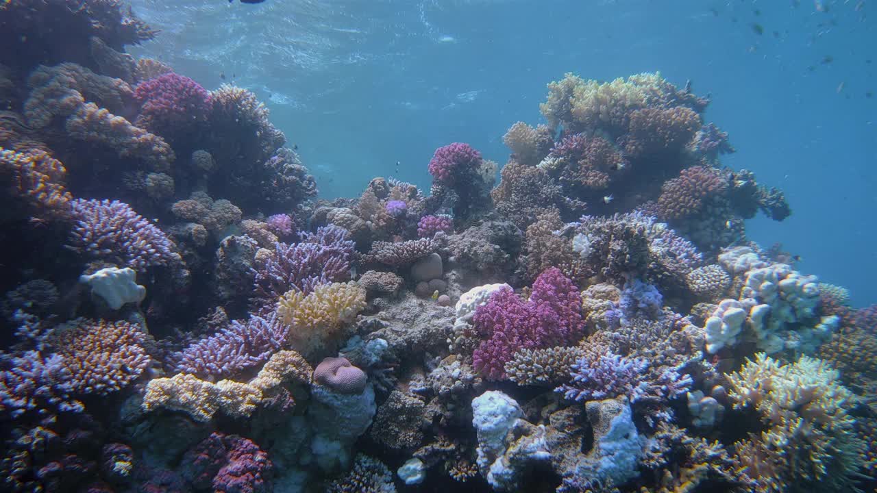 埃及马萨阿拉姆，红海美丽珊瑚礁上的海洋生物视频下载