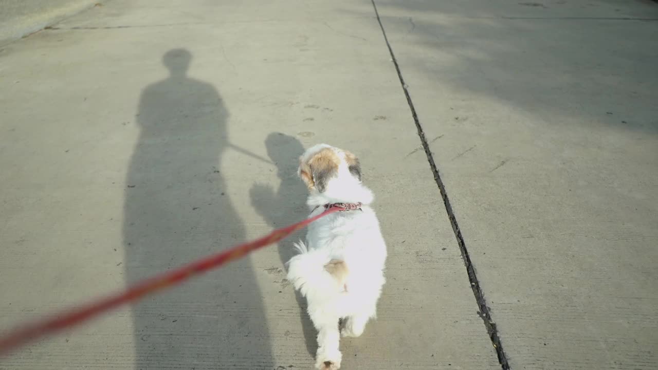 一名男子带着一只西施犬在村里的公园里散步视频下载