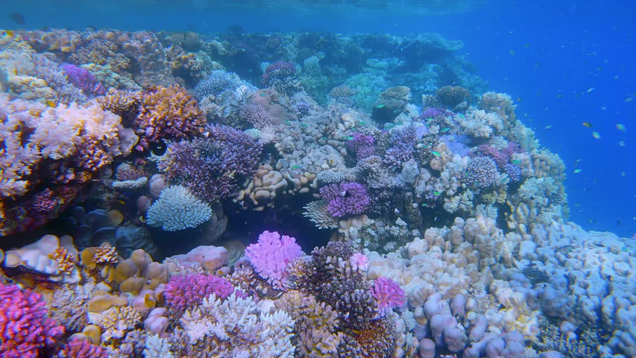 在埃及红海的马萨阿拉姆，美丽的珊瑚礁上有海洋生物和许多小型热带鱼视频下载