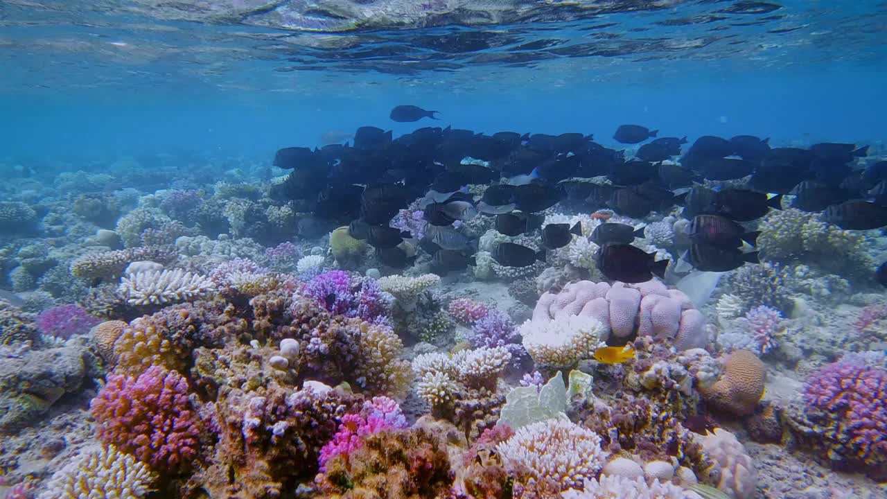珊瑚礁上的红海帆鳍堂或德雅尔丹的帆鳍堂(Zebrasoma desjardini) -红海(埃及)视频下载