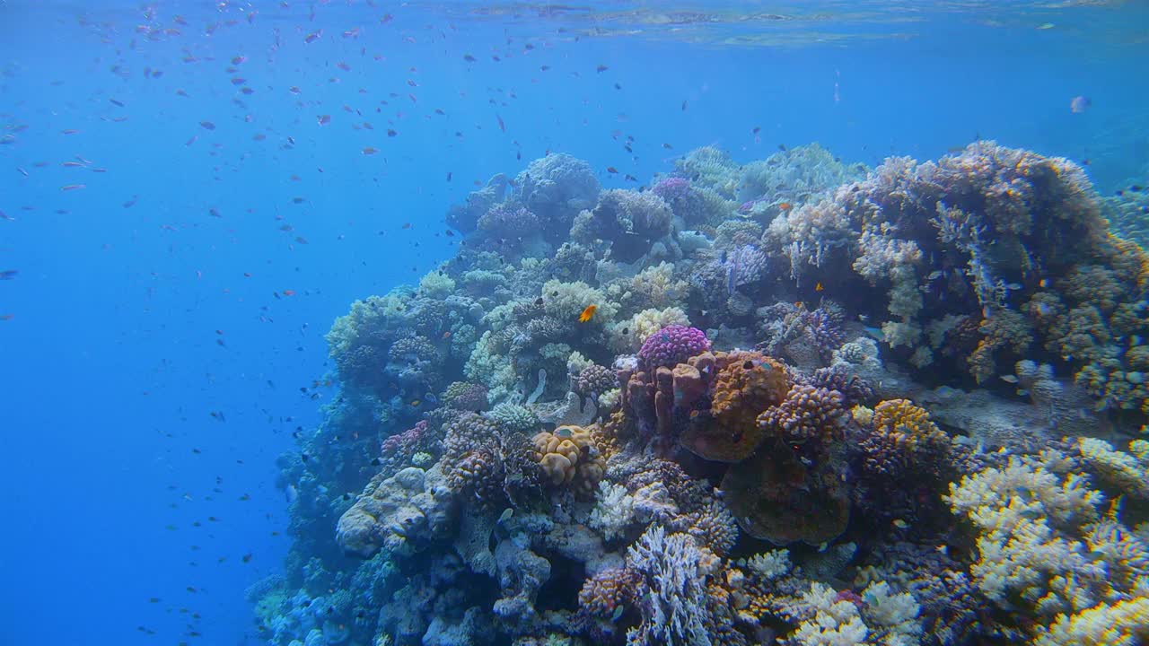 埃及红海上的彩色珊瑚礁-马萨阿拉姆视频下载