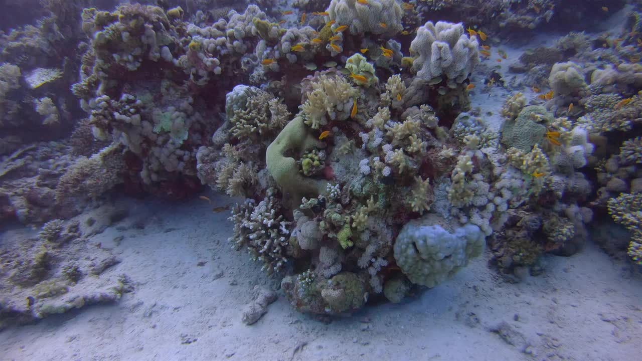 在Marsa Alam附近的红海上，与许多热带鱼(Sea Goldie - Pseudanthias squamipinnis)一起在美丽的珊瑚礁上潜水视频下载