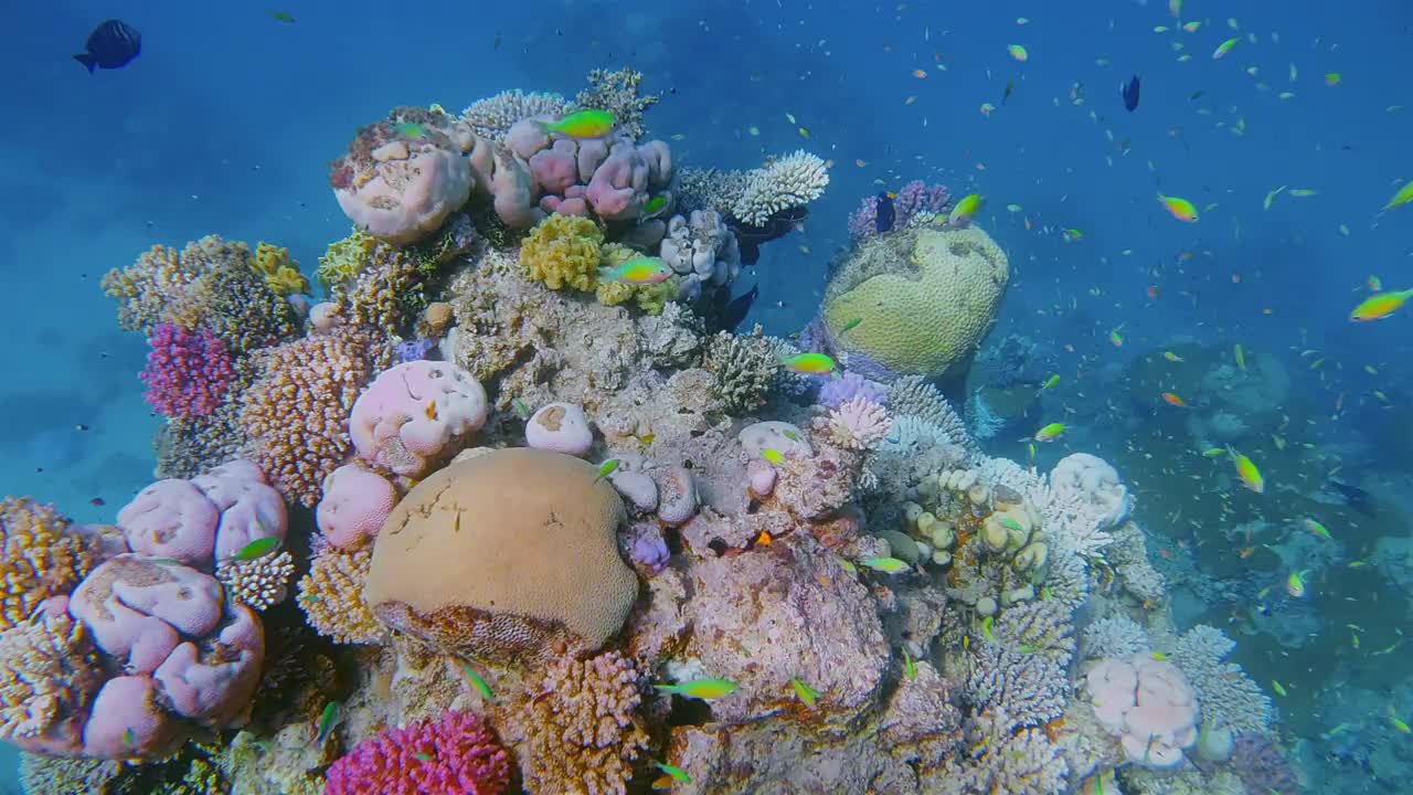 美丽的珊瑚礁上的海洋生物和许多小型热带鱼，绿色Chromis viridis(绿色Chromis)在红海-马萨阿拉姆-埃及视频下载