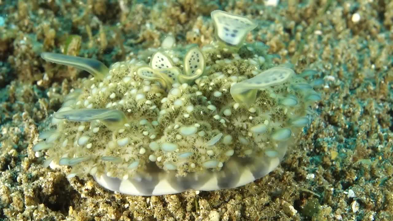 水母倒立在海面上的特写镜头视频下载