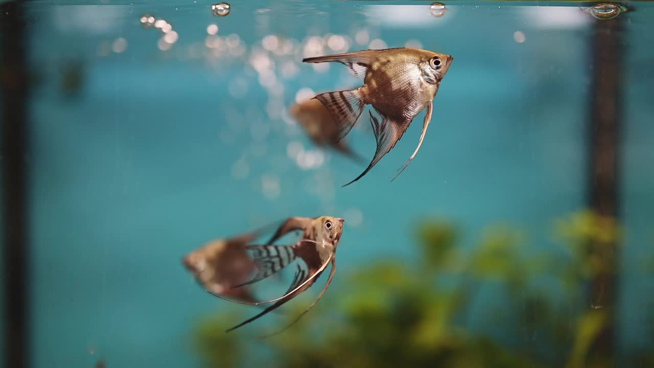 水族馆鱼类游泳视频下载