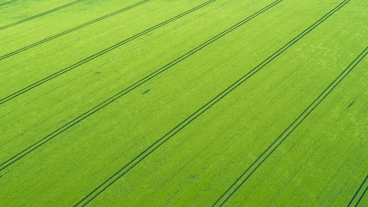 无人机剪辑穿过绿色的麦田视频下载