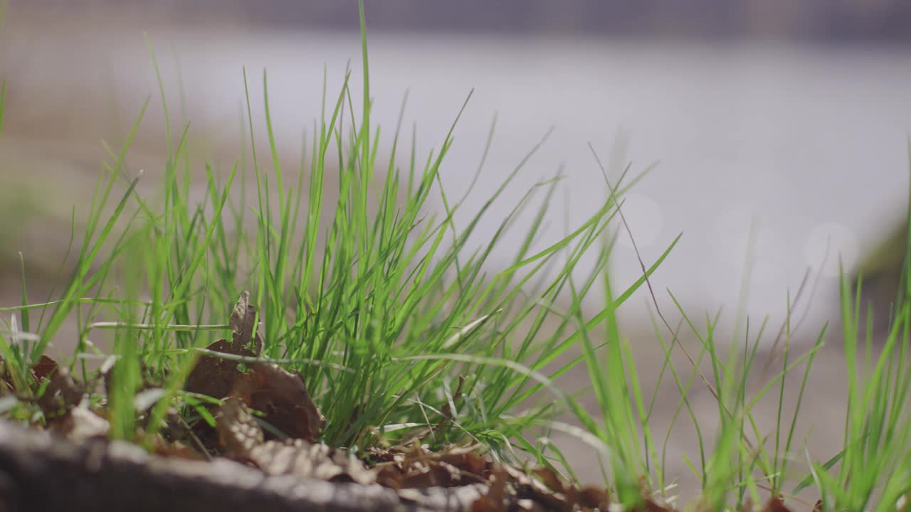 模糊的背景上，清晰的绿草在风中摇曳的4K特写镜头视频下载