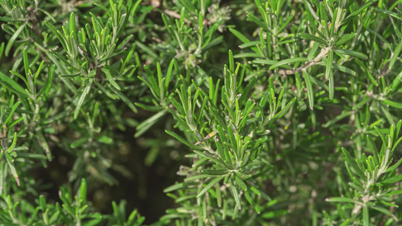 迷迭香植物的细节视频下载