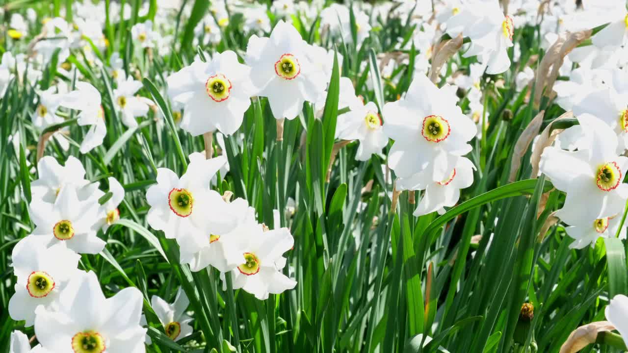 白色的水仙花在春天的田野里开放，在风中摇曳。农业、开花、园艺的概念视频下载