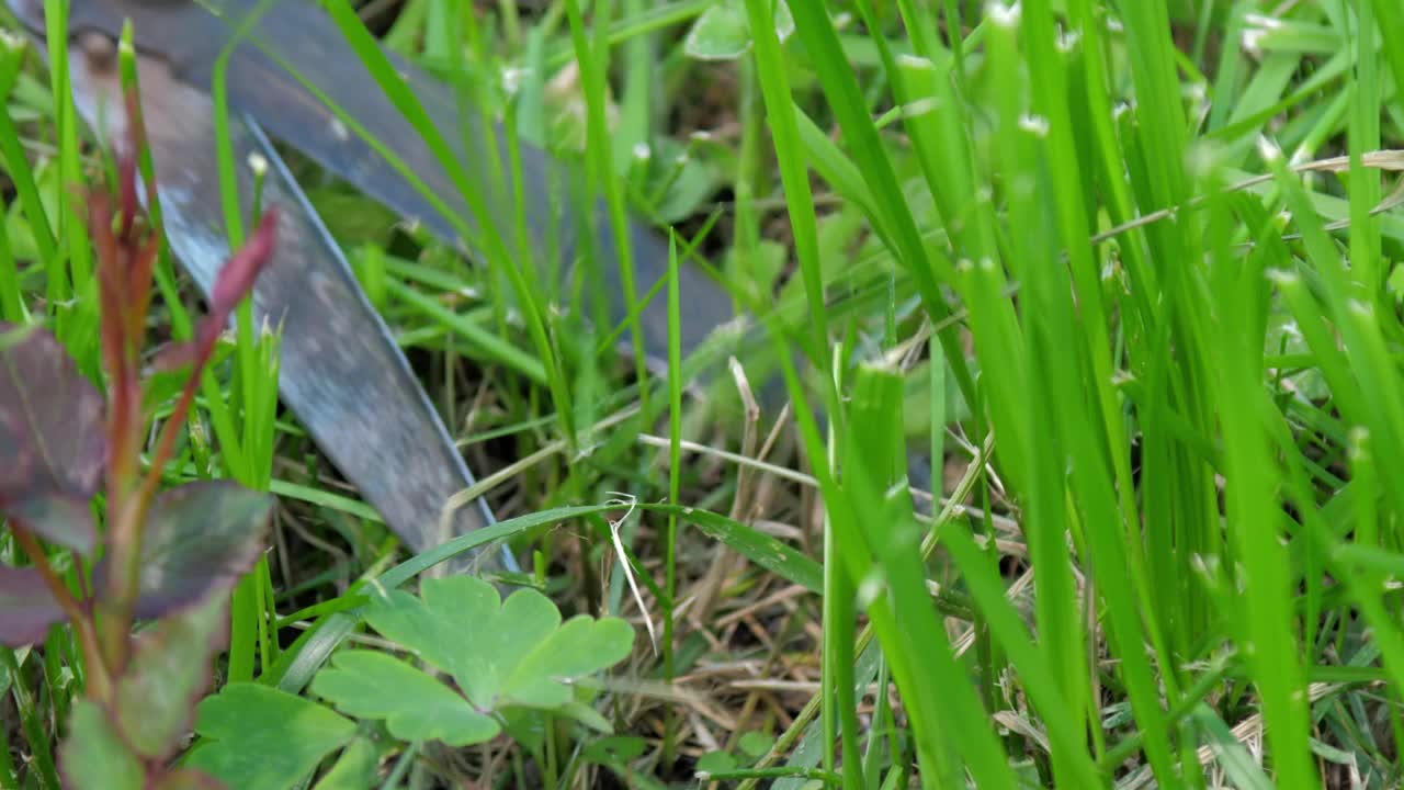 专业园丁用剪枝夹修剪玫瑰周围的草视频下载