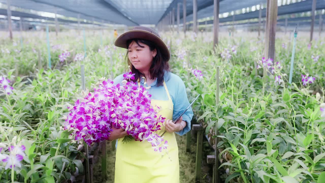 4K慢镜头:亚洲妇女农民走过兰花农田收获或检查质量控制，农业或农用工业概念。视频下载