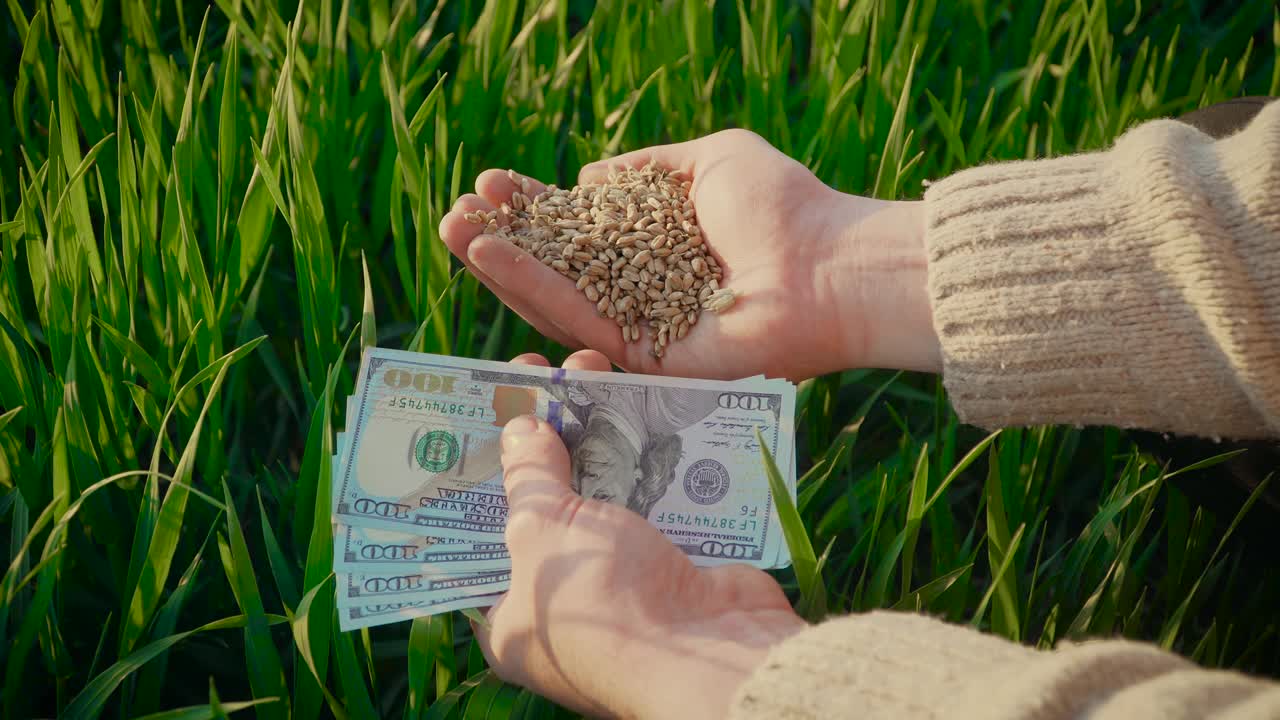成年农民手中握着小麦和美元钞票。丰收后的大麦视频下载