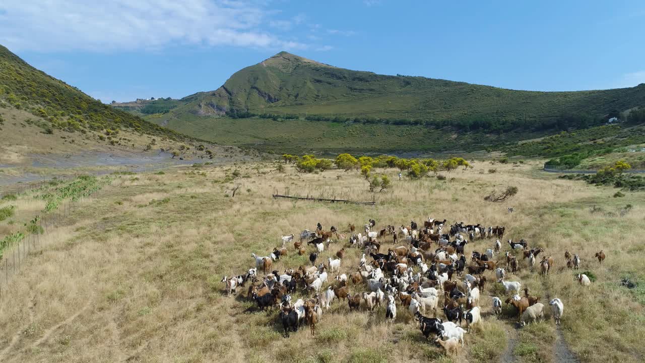 西西里岛美丽风景的鸟瞰图。地上干草，羊群，绿色的山，蓝色的天空为背景。艰难的条件。视频下载