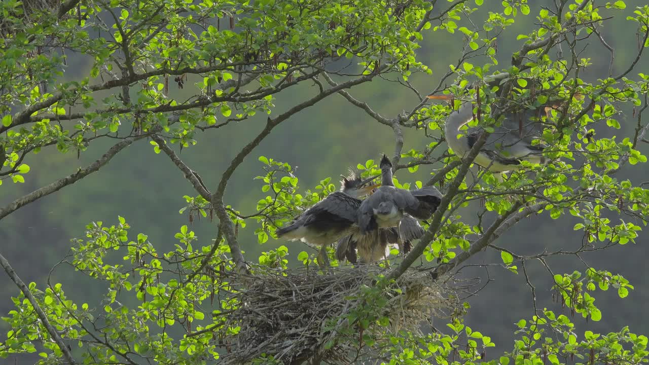 苍鹭，Ardea cinerea，鸟巢里有三只小鸟视频素材