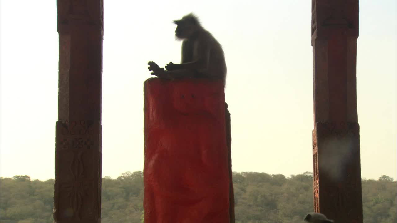 一群叶猴坐在神的位置上，大口大口地吃着视频下载
