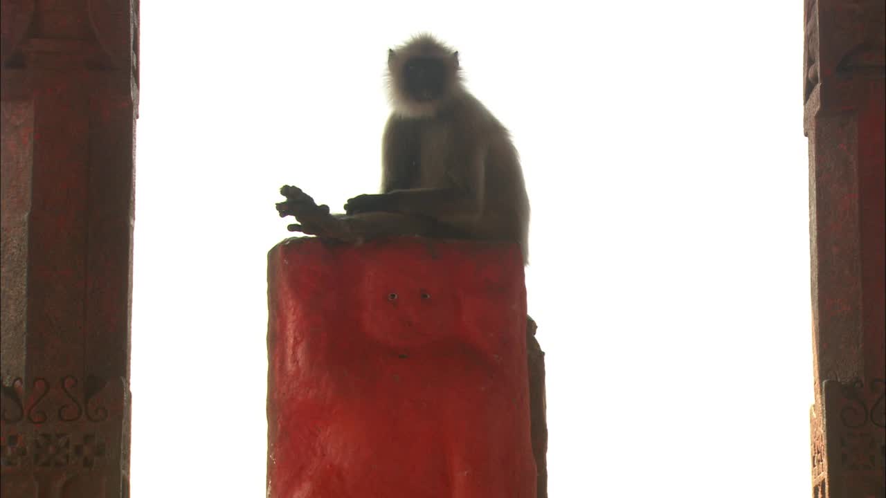 哈奴庙中一群叶猴，猴子坐在神像上——中景视频下载
