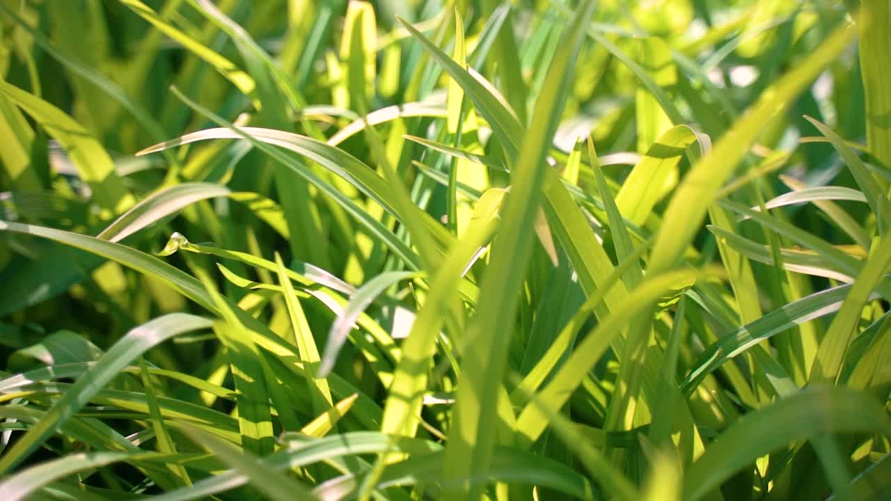 镜头在晨光中穿过新鲜的绿草视频素材
