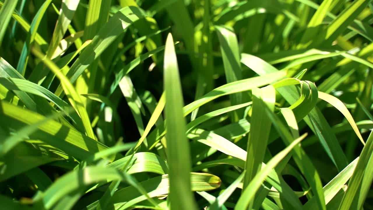 镜头在晨光中穿过新鲜的绿草视频素材