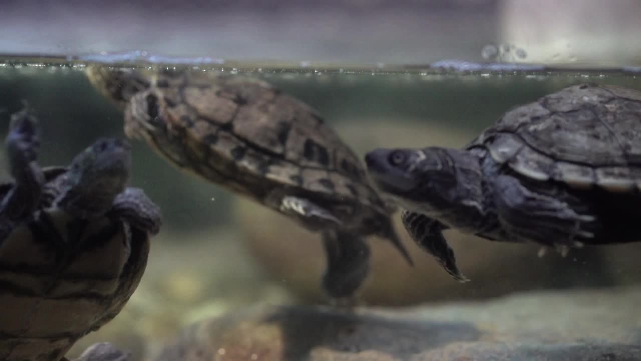 乌龟水族馆视频下载